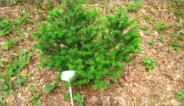 Podlaskie - Suprasl - Kopna Gora - Arboretum - Taxus baccata 'Fastigiata' 16-030 - Zdjęcia