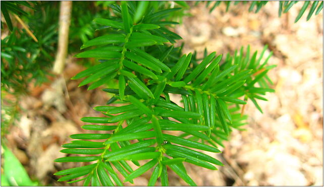 Podlaskie - Suprasl - Kopna Gora - Arboretum - Taxus baccata 'Fastigiata' - branch 16-030 - Zdjęcia