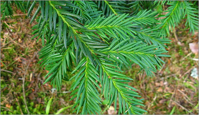 Podlaskie - Suprasl - Kopna Gora - Arboretum - Taxus baccata 'Repandens' - branch 16-030 - Zdjęcia