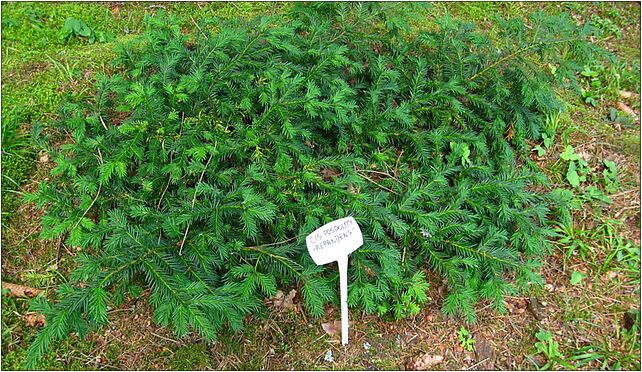 Podlaskie - Suprasl - Kopna Gora - Arboretum - Taxus baccata 'Repandens' - plant 16-030 - Zdjęcia
