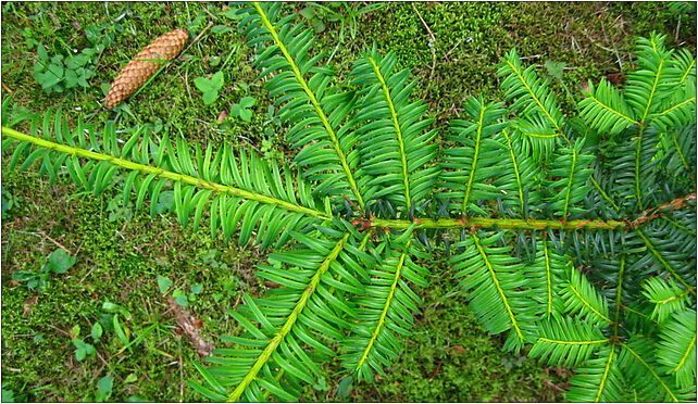 Podlaskie - Suprasl - Kopna Gora - Arboretum - Taxus baccata 'Summergold' - branch 16-030 - Zdjęcia