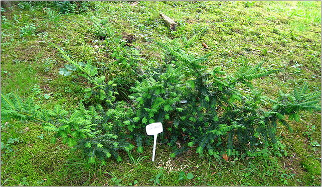 Podlaskie - Suprasl - Kopna Gora - Arboretum - Taxus baccata 'Summergold' - plant 16-030 - Zdjęcia