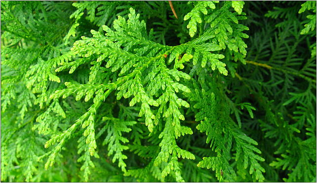 Podlaskie - Suprasl - Kopna Gora - Arboretum - Thuja occidentalis 'Brabant' - branch 16-030 - Zdjęcia