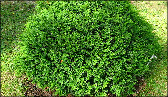 Podlaskie - Suprasl - Kopna Gora - Arboretum - Thuja occidentalis 'Hoseri' - plant 16-030 - Zdjęcia