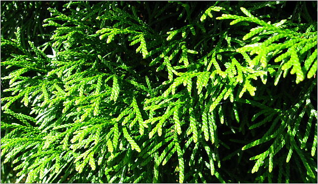 Podlaskie - Suprasl - Kopna Gora - Arboretum - Thuja occidentalis 'Smaragd' - branch 16-030 - Zdjęcia