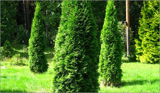 Podlaskie - Suprasl - Kopna Gora - Arboretum - Thuja occidentalis 'Smaragd' - plant 16-030 - Zdjęcia