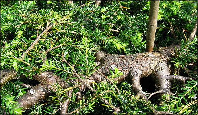 Podlaskie - Suprasl - Kopna Gora - Arboretum - Tsuga canadensis 'Pendula' - branch 16-030 - Zdjęcia