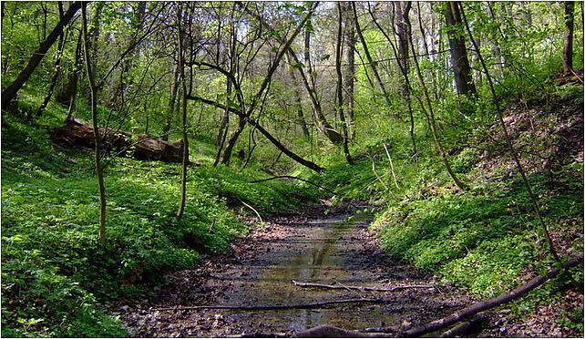 POL Bodzechów, Lisiny Bodzechowskie, Opatowska, Bodzechów 27-420 - Zdjęcia