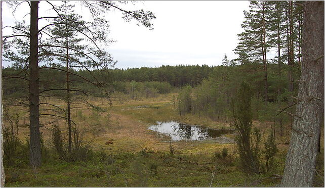 POL nature reserve Motowęże 03, Czarne, Czarne 83-425 - Zdjęcia