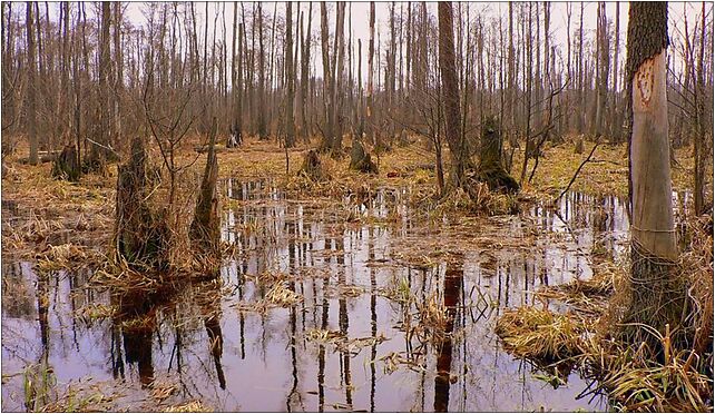 Poland Kampinos April 1, Nowe Budy, Nowe Budy 05-155 - Zdjęcia