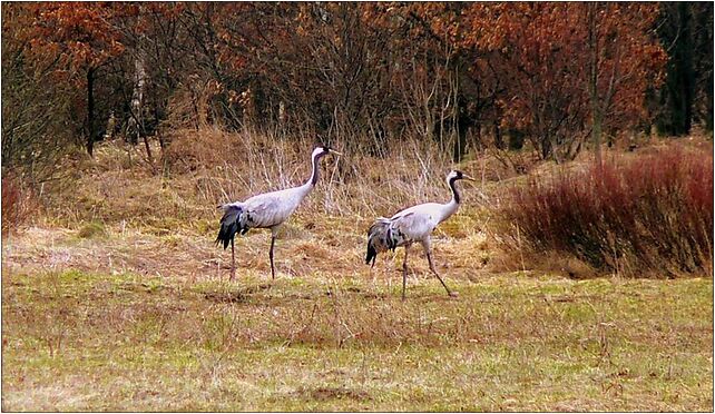 Poland Kampinos Grus grus 1, Nowe Budy, Nowe Budy 05-155 - Zdjęcia