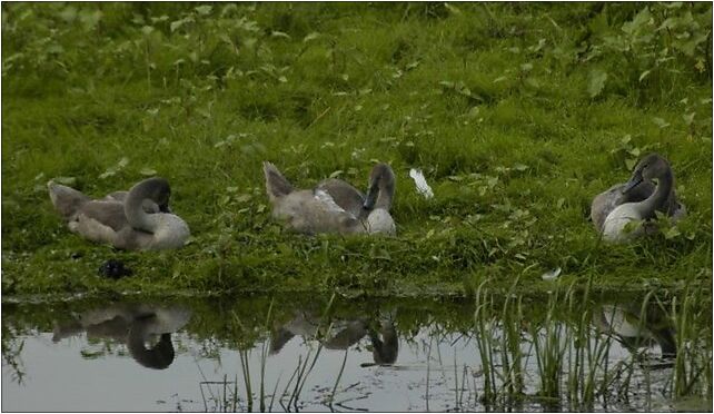 Poland Slonsk - swans in national park, Przyborów, Przyborów 66-436 - Zdjęcia