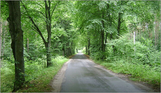 Poland. Gmina Jedwabno. Forests 006, Waplewo, Waplewo 12-122 - Zdjęcia