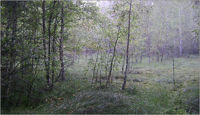 Poland. Gmina Jedwabno. Forests 007, Jeziorna, Warchały 12-122 - Zdjęcia