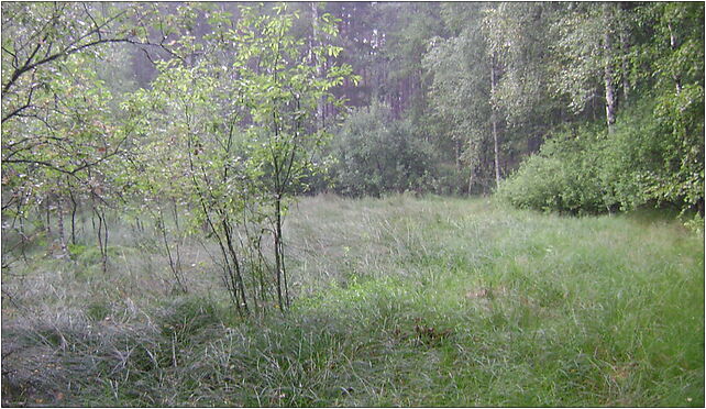 Poland. Gmina Jedwabno. Forests 008, Jeziorna, Warchały 12-122 - Zdjęcia