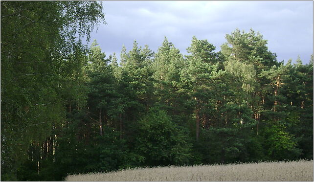 Poland. Gmina Lipno. Forests 001, Głodowo - Zdjęcia