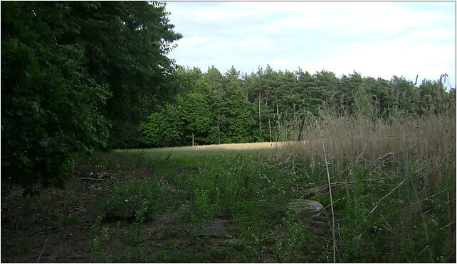 Poland. Gmina Lipno. Forests 002, Głodowo - Zdjęcia