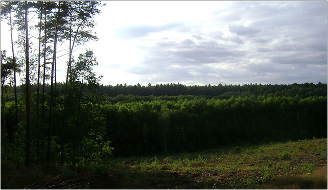 Poland. Gmina Lipno. Forests 003, Wierzbick - Zdjęcia