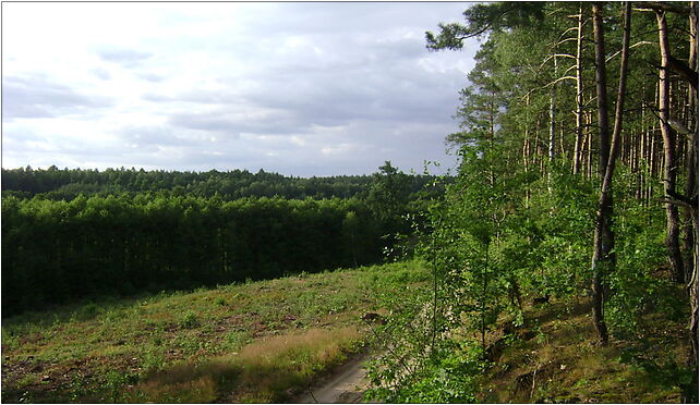 Poland. Gmina Lipno. Forests 004, Głodowo - Zdjęcia