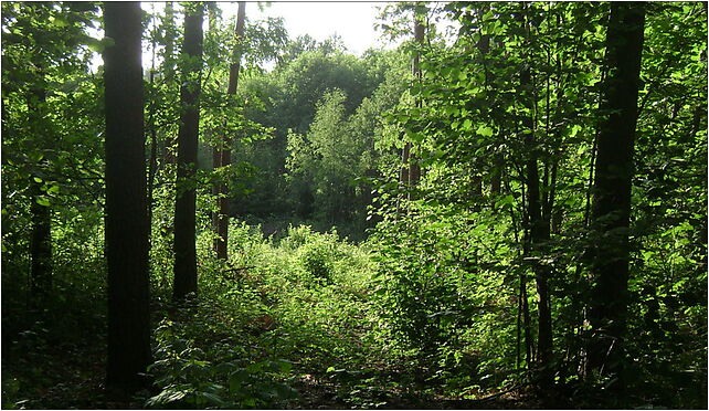 Poland. Gmina Lipno. Forests 005, Wierzbick - Zdjęcia