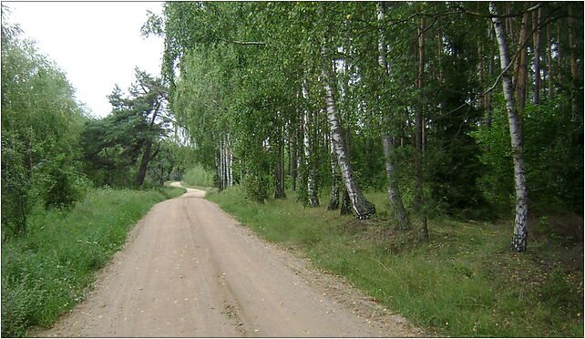 Poland. Gmina Pasym. Forests 001, Jurgi, Jurgi 12-130 - Zdjęcia
