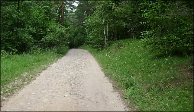 Poland. Gmina Pasym. Forests 002, Jurgi, Jurgi 12-130 - Zdjęcia