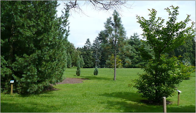 Poland - Wirty Arboretum, Wichrowe Wzgórze, os., Borzechowo 83-224 - Zdjęcia