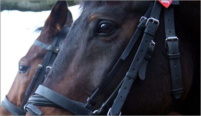 Police horses with WOŚP heart stickers, Szymanowskiego Karola 19 71-416 - Zdjęcia