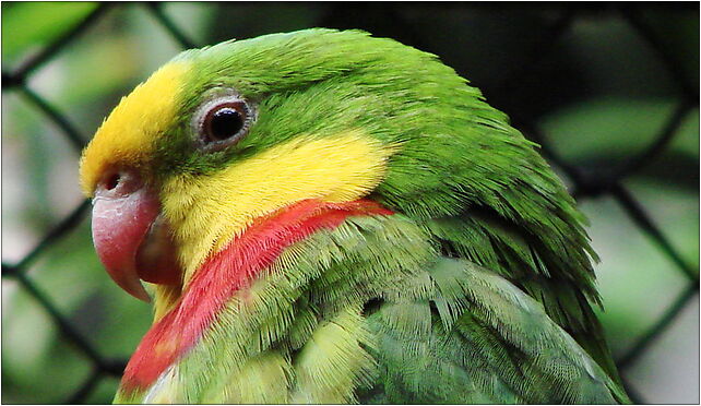 Polytelis swainsonii (Wroclaw zoo), Wróblewskiego Zygmunta 51-618 - Zdjęcia