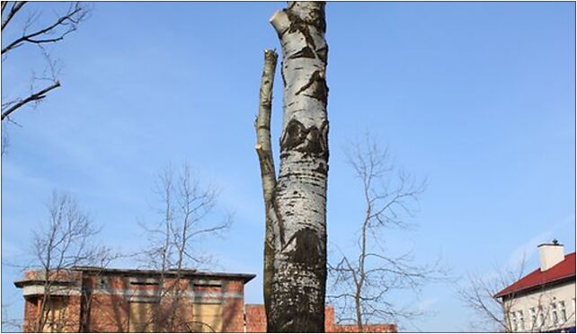 Populus alba trunk Marki, Sportowa 1, Marki 05-270 - Zdjęcia