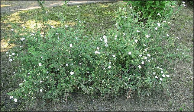Potentilla fruticosa MOB Zabrze, Marszałka Józefa Piłsudskiego 41-800 - Zdjęcia