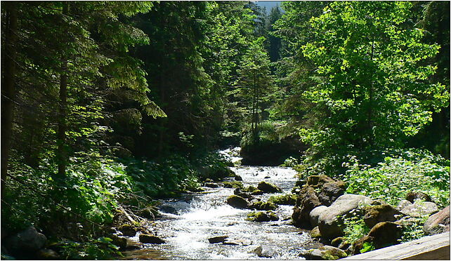 Potok Olczyski, Chłabówka Dolna, Zakopane 34-500 - Zdjęcia