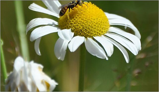 Poznan Morasko Leucanthemum vulgare with bee 2010, Poznań 61-680 - Zdjęcia