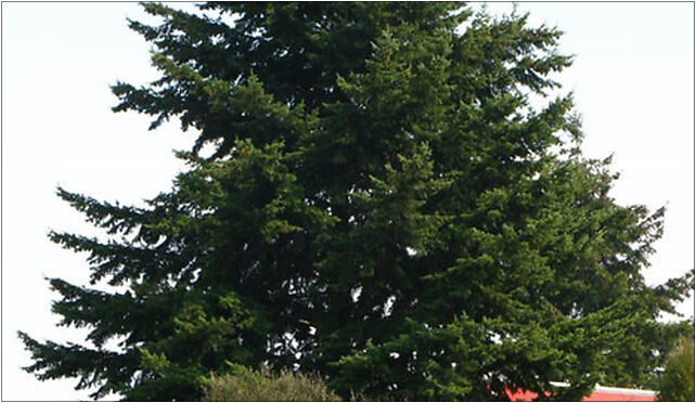 Pseudotsuga menziesii big tree Marki, Okólna 38, Marki 05-270 - Zdjęcia