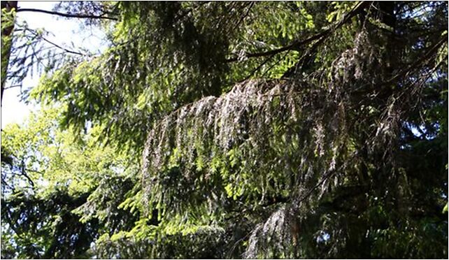 Pseudotsuga menziesii foliage Rogów, Leśna, Rogów 95-063 - Zdjęcia