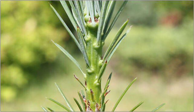 Pseudotsuga menziesii lammas growth, Norwida Cypriana Kamila 2a 05-270 - Zdjęcia