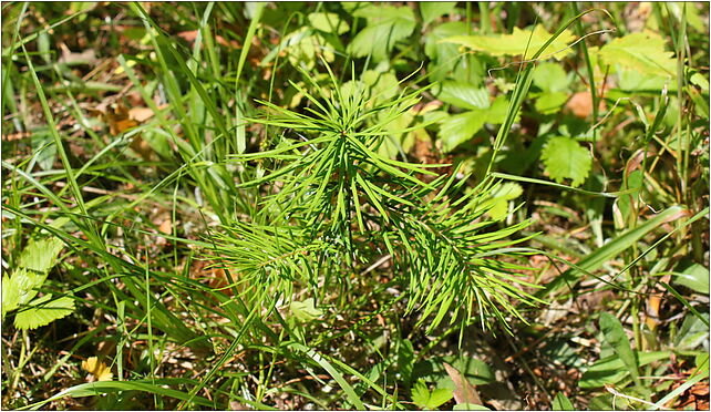 Pseudotsuga menziesii seedling, Leśna, Rogów 95-063 - Zdjęcia