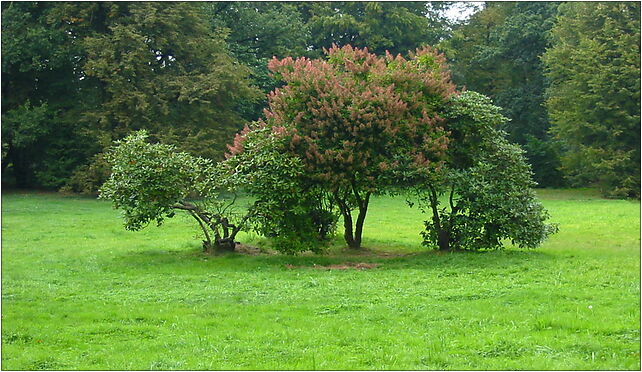Pszczyna park zamkowy002 kpjas, Tulipanów, Pszczyna 43-200 - Zdjęcia