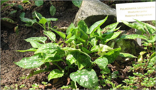 Pulmonaria saccarata IMG 0912, Marszałka Józefa Piłsudskiego 41-800 - Zdjęcia