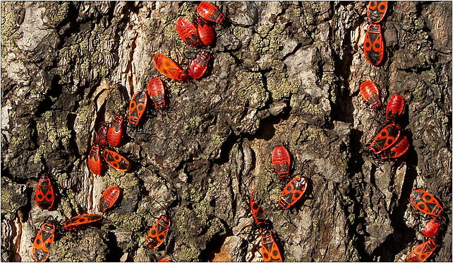 Pyrrhocoris apterus (Kowale bezskrzydłe), Matki Ewy 3, Bytom 41-923 - Zdjęcia