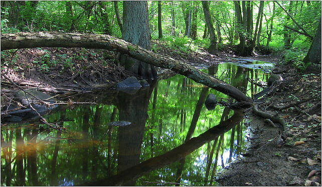 Rega near Rycerzewko S 2009-07, Rycerzewko, Rycerzewko 78-324 - Zdjęcia