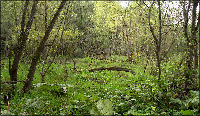 Rezerwat Bobry w Uhercach 03, Podkamionka, Podkamionka 38-610 - Zdjęcia