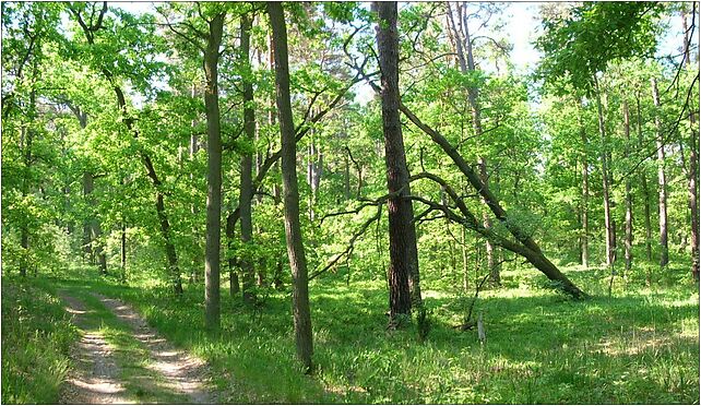 Rezerwat Dziki Ostrów panorama, Sarnia, Kobylarnia 86-061 - Zdjęcia