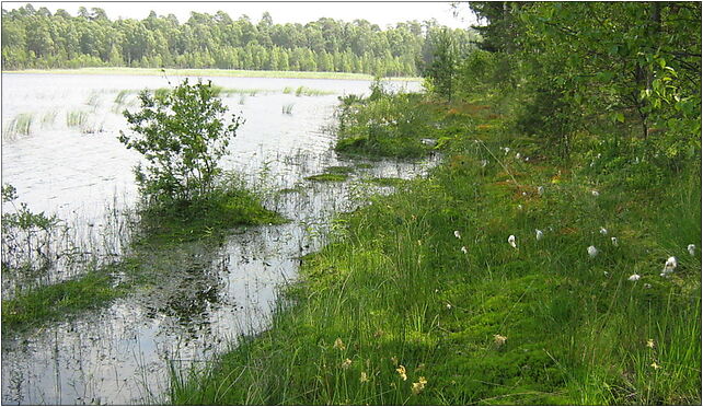 Rezerwat Jezioro Krasne, Krasne, Krasne 77-320 - Zdjęcia