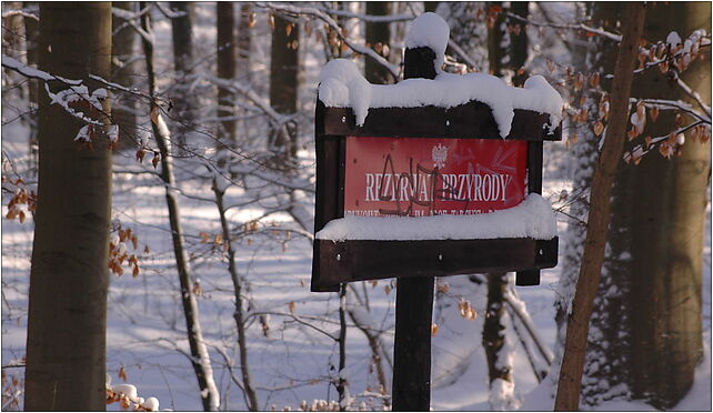 Rezerwat przyrody Bukowe Zdroje, Bytowo, Bytowo 73-130 - Zdjęcia