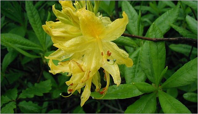 Rhododendron-luteum-close, Borki Górne, Borki Górne 37-310 - Zdjęcia