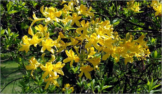 Rhododendron luteum, Leśna, Rogów 95-063 - Zdjęcia