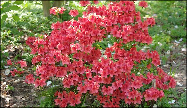 Rhododendron viscosum, Leśna, Rogów 95-063 - Zdjęcia