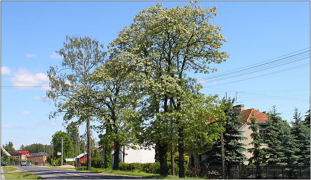 Robinia pseudoacacia Marki, Legionowa632 54, Marki 05-270 - Zdjęcia