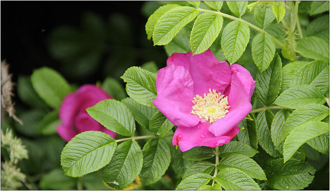 Rosa rugosa, Łąki, Kiełkowice 42-440 - Zdjęcia